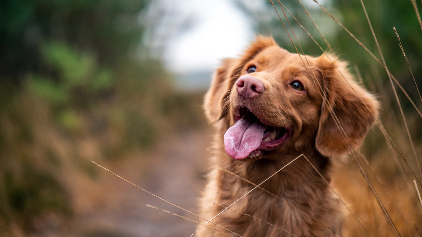 Happy healthy dog outdoors Animigo pet wellness supplements